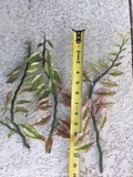 Devil’s Backbone Variegated Euphorbia Cuttings Set of 6 with 1 Rooted Plant - Euphorbia tithymaloides Houseplant
