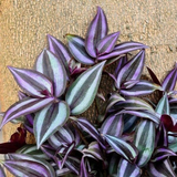 Organic Tradescantia Zebrina Cuttings – 5 Purple Green Wandering Jew Trailing Houseplant Cuttings