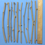 White Mulberry Cuttings – 10 Fresh Morus alba Cuttings for Grafting or Rooting, High-Brix Sweet Fruit Mulberry Tree Starter Wood