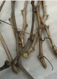 Somerset Seedless Grape Cuttings – 6 Unrooted Vitis Cuttings for Rooting, Cold Hardy Grape Vine Propagation