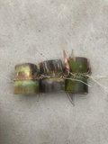 Sugarcane Rooted Cuttings for Planting – 3 Dark Green Saccharum officinarum Starter Plants Ready to Grow