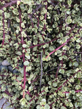 Portulacaria afra Variegata – 12 Fresh Cuttings, Variegated Elephant Bush Rainbow Succulent for Propagation