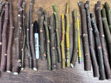 1 Ronde de Bordeaux Fig Cuttings – Ficus carica, Unrooted Hardwood Fig Cuttings for Propagation