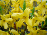 Forsythia Cuttings for Planting – 10 Unrooted Stems 5–8 Inch, Flowering Shrub for Rooting