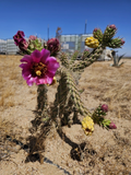 Cylindropuntia Imbricata Tree Cholla Cactus Cuttings Set of 12 Pieces 4–6 Inch for Propagation