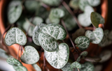 String of Hearts Cuttings – 3 Strand Unrooted Ceropegia woodii Trailing Houseplant for Rooting