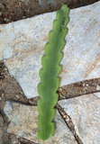 Vista Sun Epiphyllum Orchid Cactus Cutting – 8–10 Inch Live Epiphyllum Cutting for Propagation, Hanging Cactus