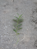 Ground Orchid Epidendrum Live Cuttings – 5 Orange Orchid Stems with Aerial Roots for Planting