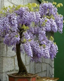 Blue Moon Wisteria Unrooted Cuttings – Wisteria macrostachya Vine, 3 Fresh Cuttings 6–8 Inches Long