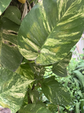 Golden Pothos Cuttings – 5 Fresh Unrooted Cuttings, Epipremnum Aureum Houseplant for Propagation