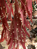 Rhipsalis ramulosa Red Cuttings – 6 Unrooted Mistletoe Cactus Cuttings for Indoor Hanging Plant Propagation
