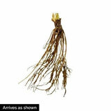 Allstar Strawberry Plants (10 Bare Root) – June-Bearing Variety – Large Sweet Berries – High Yield & Cold Hardy Garden Fruit
