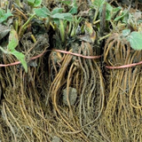 Fort Laramie Everbearing Strawberry Bare Roots – 50 Live Plants for Planting, Cold Hardy Garden Strawberries