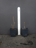 Gold Strike Azalea Rhododendron Deciduous Starter Plant Dormant Live Shrub for Planting