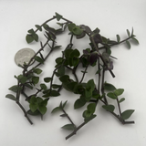 Turtle Vine Cuttings – 7 Live Unrooted Callisia Repens Stems, Creeping Inch Plant for Indoor Houseplant Propagation