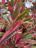 Hawaiian Ti Plant Cuttings – 25 Fresh 6 Inch Cordyline Fruticosa Cuttings in Green Pink Red Colors