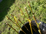 Forsythia Cuttings – 10 Unrooted Forsythia Shrub Cuttings 5–8 Inches Long for Propagation, Outdoor Garden Plant