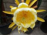 Yellow Dragon Fruit Cutting – Palora Variety – 1 Mature 3–4" Live Cutting for Growing Pitaya Plant