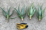 Aloe x Principis Raw Cuttings for Planting – Live Ornamental Aloe Stems Sized for 1 Gallon Pot