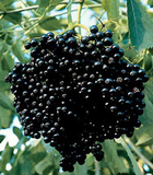 Elderberry Cuttings – 10 Live Sambucus Cuttings for Propagation and Garden Planting