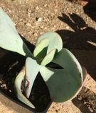 Crassula arborescens Silver Dollar – Fresh Succulent Cutting, Blue-Green Round Leaf Stem for Easy Propagation