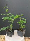 Bleeding Heart Vine Starter Plant – Rooted Clerodendrum Thomsoniae Live Plant, White and Red Flowering Tropical Vine