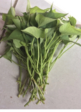 10 Okinawa Purple Sweet Potato Slips – Fresh Organic Cuttings, Ipomoea batatas Starter Plants (Khoai Lang)