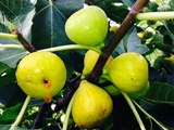 White Marseille Fig Tree Cuttings – 2 Unrooted Ficus carica Scions with Willow Water Rooting Soak