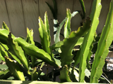 White Dragon Fruit Cuttings for Planting – 2 Unrooted 18 Inch Hylocereus undatus Pitaya Cactus Cuttings