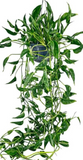 Shangri La Pothos Cuttings – 3 Fresh Epipremnum aureum Cuttings, No Roots, Curled Leaf Houseplant for Propagation