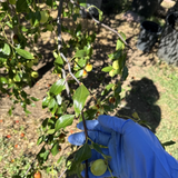 Sugarcane Jujube Scions – 3 Fresh 8" Cuttings for Grafting or Budding, Ziziphus jujuba Fruit Tree Variety
