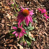 PowWow® Wild Berry Echinacea, Coneflower