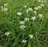 100 Garlic Chives Seeds for Planting - Allium tuberosum - Fresh, Aromatic Herb for Cooking, Garden, & Asian Dishes, Easy to Grow