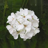 1 Well Rooted 4" Geranium ‘Patriot White’ Live Plant Bright Crystal White Zonal Geranium (Pelargonium) Hardy Flowering Plant for Garden & Pots