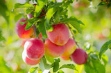 Japanese Red & Yellow Plum Cuttings, Prunus salicina, Edible Fruit, White Spring Flowers, USDA Zones 5-9