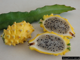Yellow Dragon Fruit Cutting - 1 Rare Pitaya Stem, Sweet Tropical Fruit, Fast-Growing Cactus, Self-Pollinating, Zones 10-11, No Roots