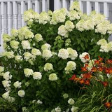 Hydrangea Limelight Rooted Cuttings - 6 Healthy 6-10 Inch Cuttings, White Blooms, Fast Growth, Heat Resistant, USDA Zones 3-9