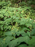 10 Stone Root Plants - Collinsonia canadensis | Bare Root Native Wildflower | Perennial for Shade & Woodland Gardens