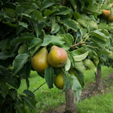 8 Kieffer Pear Scion Wood Cutting - 7-10", Pyrus calleryana, Hardy Fruit Tree, Ideal for Rooting or Grafting, Fruit Tree Propagation