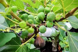 Black Madeira Fig Cuttings, Ficus carica, 2 Hardwood Stems, USDA Zones 7-10