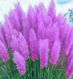 Purple Pampas Grass Plugs (Cortaderia selloana), 3 Plants, 3-5" Tall, USDA Zones 3-10, Full Sun
