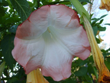 Brugmansia Versicolor Peach Pink 2 Unrooted Cuttings 6" Angel Trumpet Plant