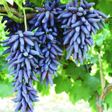 Witch Fingers Grape Cuttings (2) - Vitis vinifera - Long Purple Grapes - Unrooted Vines w/Soy Wax - Propagation Ready