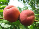 California Peach Cuttings - 7 Live 6" Cuttings, Prunus persica, Fruit Tree Propagation