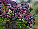 American Elderberry - 10 Cuttings - Sambucus canadensis - Organic Appalachian Grown - Pollinator Magnet - Fast Growing Shrub
