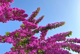 Bougainvillea spectabilis, 6" Fuchsia Pink Unrooted Cuttings, Tropical Vine, USDA Zones 9-11