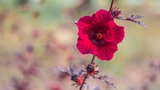 7 Live Cranberry Hibiscus Plant Clippings - Organic Edible Perennial, Perfect for Gardening & Cooking