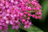 10 Magic Carpet Spirea Cuttings - Unrooted 6-8" | Easy to Grow, Colorful Shrub