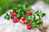 Lingonberry Plant Rhizomes - 4 Live Wild Alaskan Vaccinium Vitis-Idaea Roots - Acid-Loving Evergreen Groundcover - Zone 2-7 Hardy