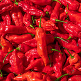10+ Ghost Pepper Seeds | Bhut Jolokia | Extremely Hot Non-GMO Chili for Spicy Gardens & Containers | Heirloom Variety